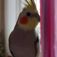 فروش عروس هلندی نر و ماده