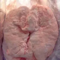 دنبه