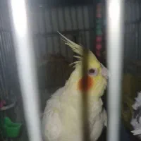 یک جفت عروس هلندی سفید