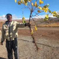 فروش نهال+همراه مشاوره تخصصی