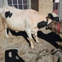 فروش گاو هلشتاین با گوساله نر شاروله