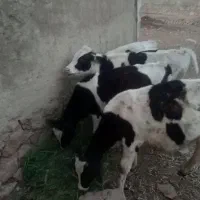 فروش گوساله هلشتاین