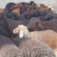 ۲۰ راس بره های چاق قربانی و نر و ماده فاضل آباد