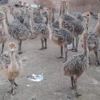 فروش جوجه شترمرغ