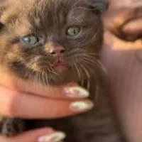 گربه اسکاتیش فولد چاکلت پوینت