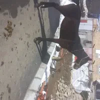 مادیان سواری و باری ۶سال