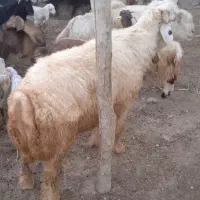قورچ جوان داشتی