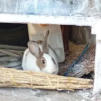 خرگوش