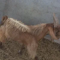 ۴عدد کهره نر چاق چاق