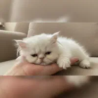 بچه گربه پرشین سوپر فلت نر و ماده قیمت مناسب