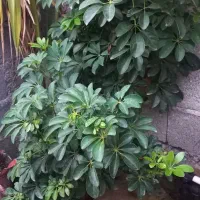 فروش گل طبیعی شفلرا