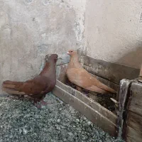سرخ کرمانی کفتر