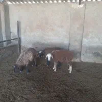 سه تا بره نر