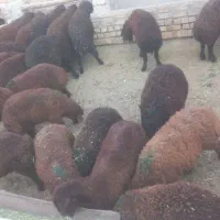 بره نر پای پروار