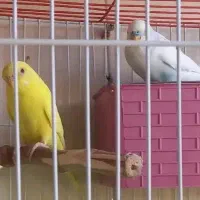 مرغ عشق نر و ماده بدون قفس