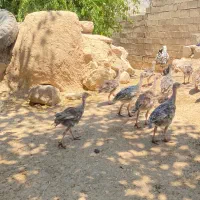 بوقلمون