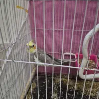 عروس هلندی