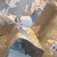 کفتر