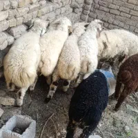 10تا بره نر درجه یک واکسن خورده شیرمست