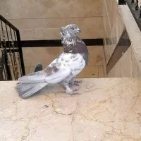کفتر پرشی