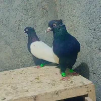 سینه سیاچینگ سفید