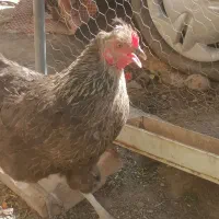 مرغ تخمگذا 7ماهه
