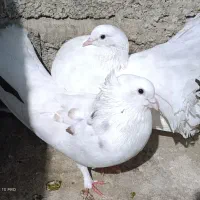 کبوتر دم طاووسی