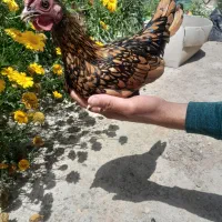 جوجه برهما لایت بلو، لاری، امروک، بوقلمون