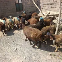 18راس بره داشتی 6ماده 12نر فروشی