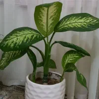گل دیفن یاخیا