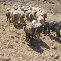 فروش ۴۴راس میش ۱راس نرمیش  ۲راس دوبر