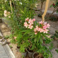 گل خرزهره