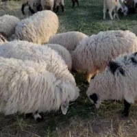 بره زنده تقویت شده با علف طبیعت