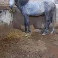 اسب