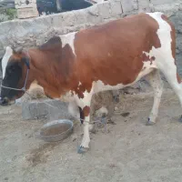 فروش فوری