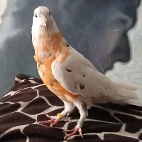 کبوتر گرفتنی  همه چی تموم