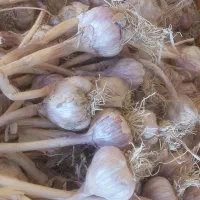 سیر محلی