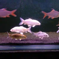 ماهی کوی باله کوتاه