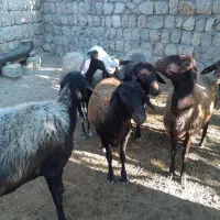 میش جوان داشتی