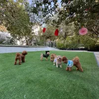 پانسیون سگ نگهداری 24 ساعته ایام نوروز