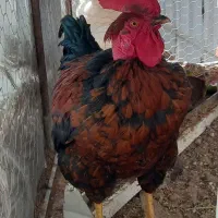 خروس و مرغ جوان