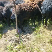 بره ماده