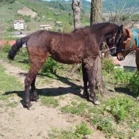 کره نریان