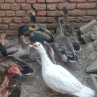 اردک کله سبز و روسی