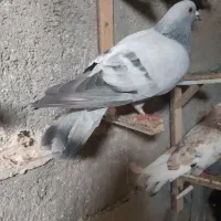 کبوتر|پرنده|قوچان, |دیوار