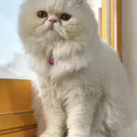 اماده جفتگیری