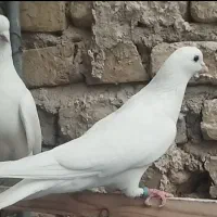 کفتر زیبای تهرانی