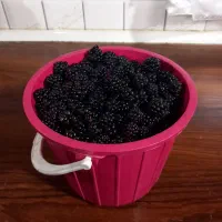 تمشک جنگلی