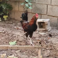 مرغ و جوجه محلی اصل