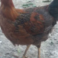 حراج